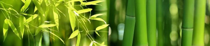 Bamboo